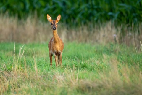Female roe deer (Capreolus capreolus) in wheat, Vechta, Lower Saxony, Germany