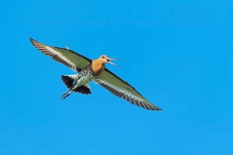 Black-tailed godwit (Limosa limosa) in flight, Lembruch, Lower Saxony, Germany