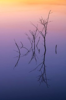 Birch (Betula) reflected in the water at dawn in the Molberger Dose, Hochmoor, Molbergen, Lower