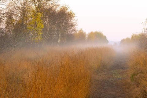Fog is lying over the moor in Molberger Dose, Molbergen, Lower Saxony, Germany
