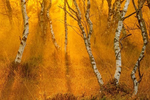 Birches (Betula) in the fog at dawn in the Molberger Dose, moor, raised bog, Molbergen, Lower
