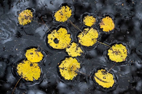 Leaves of an aspen (Populus tremula) in autumn, Goldenstedt, Lower Saxony, Germany