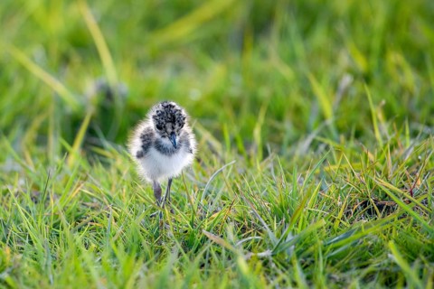 A lapwing chick (Vanellus vanellus) in down plumage in the tall grass runs curiously through a wet