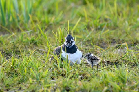A lapwing (Vanellus vanellus) with its chick in down plumage in the tall grass of a wet meadow,