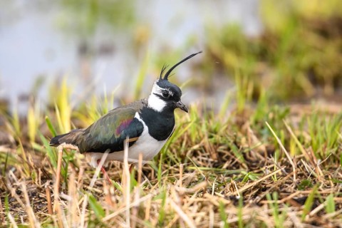 A lapwing (Vanellus vanellus) searches curiously for food in the grass, the colours are striking,