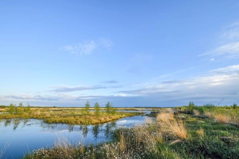 Moorland landscape with white fruiting cotton grass, image radiates vastness and openness, Restored