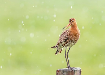 Black-tailed godwit (Limosa limosa) standing on a pole in the rain, drops form a picturesque