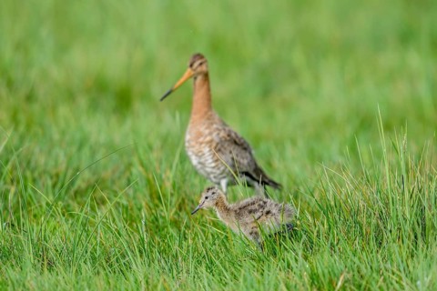 Black-tailed godwit (Limosa limosa) with chicks in tall grass, Dümmer nature park Park, Lower