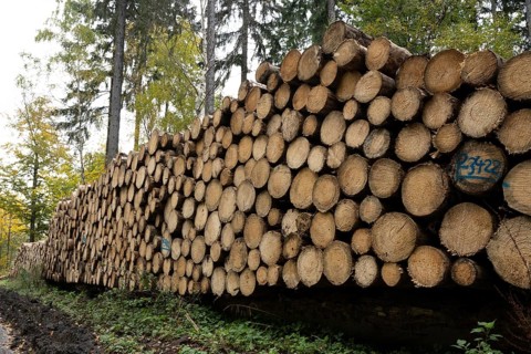 Logging in the Harz Mountains, forest work, Goslar, Lower Saxony, Germany