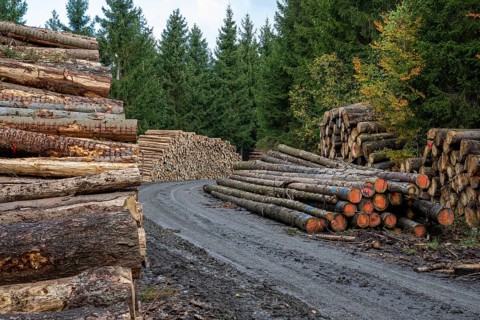 Logging in the Harz Mountains, Goslar, forest work, Lower Saxony, Germany