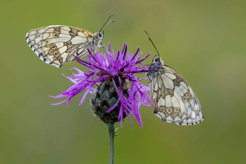 Checkerspot butterfly (Melanargia galathea), Bad Münstereifel, North Rhine-Westphalia, Germany