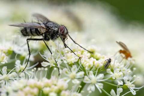 Schröter caterpillar fly (Dinera ferina), Blankenheim, North Rhine-Westphalia, Germany