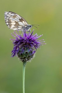 Checkerspot butterfly (Melanargia galathea), Bad Münstereifel, North Rhine-Westphalia, Germany