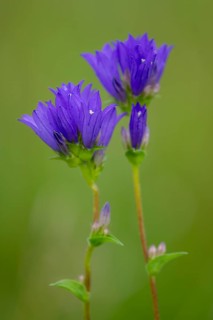Campanula glomerata, Bad Münstereifel, North Rhine-Westphalia, Germany