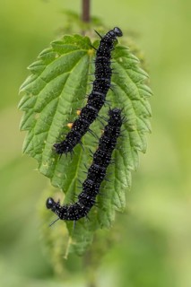 Peacock butterfly (Aglais io, syn.: Inachis io, Nymphalis io), caterpillar feeding on a nettle