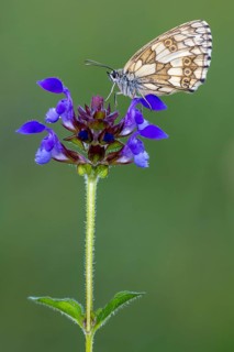 Checkerspot butterfly (Melanargia galathea) on Large Self-heal (Prunella grandiflora), Bad