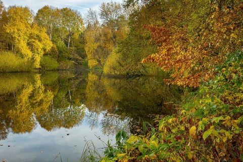 Autumn at the Ahlhorn fish ponds, forest, Ahlhorn, Lower Saxony, Germany