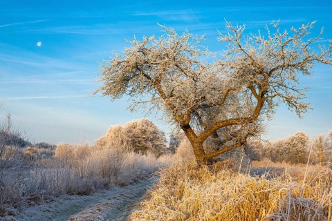 Winter hoarfrost at Ahlhorn fish ponds, apple tree, Ahlhorn fish ponds, Ahlhorn, Lower Saxony,