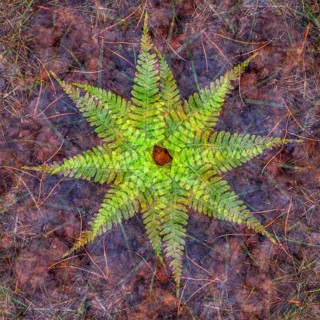 Autumn mosaic, multiple exposure of a forest floor, Ahlhorn, Lower Saxony, Germany