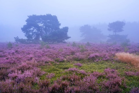 Flowering heather (Calluna vulgaris) with pine trees on a foggy morning in the Ahlhorner Heide,