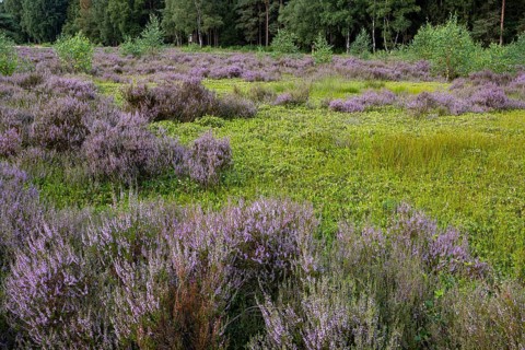 Flowering heather (Calluna vulgaris) at the Ahlhorn fishponds in late summer, Ahlhorn, Lower