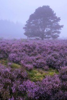 Flowering heather (Calluna vulgaris) with pine trees on a foggy morning in the Ahlhorner Heide,