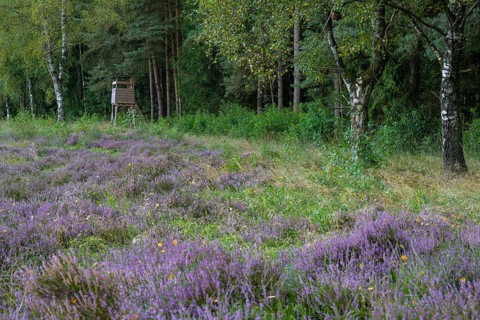 Flowering heather (Calluna vulgaris) at the Ahlhorn fish ponds in late summer, high seat, hunting,