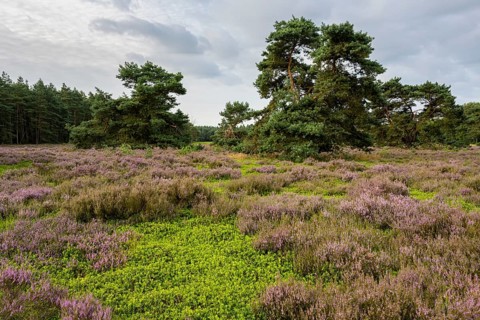 Blooming heathland at the Ahlhorn fish ponds, Ahlhorn, Lower Saxony, Germany