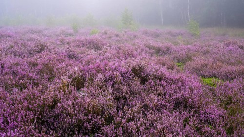 Flowering heather (Calluna vulgaris) on a foggy morning in the Ahlhorner Heide, Ahlhorn, Lower