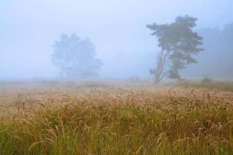 Foggy morning in the Ahlhorner Heide, Ahlhorn, Lower Saxony, Germany