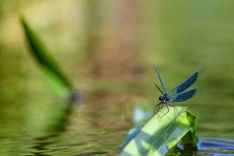 A Banded demoiselle (Calopteryx splendens) sitting on a curved leaf, iridescent wings glistening in