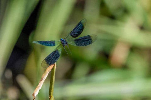 A Banded demoiselle (Calopteryx splendens) flies with outspread wings from the front, iridescent