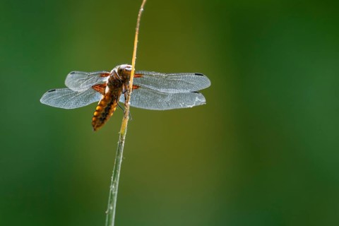 A flat-bellied dragonfly flat-bellied (Libellula depressa) with transparent wings sitting on a