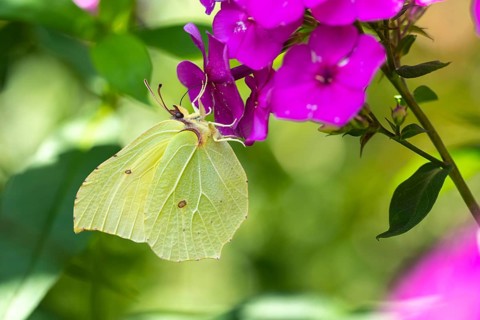 Lemon butterfly (Gonepteryx rhamni), Vechta, Lower Saxony, Germany