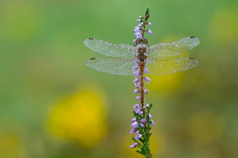 Marsh dragonfly (Sympetrum depressiusculum) in the morning dew on flowering heather (Calluna