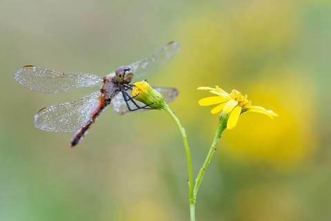 Marsh dragonfly (Sympetrum depressiusculum), Ahlhorn, Lower Saxony, Germany
