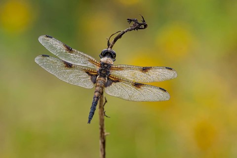 Four-spotted dragonfly (Libellula quadrimaculata), Ahlhorn, Lower Saxony, Germany