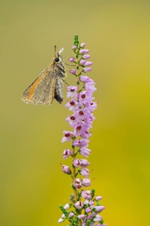 Large skipper (Ochlodes sylvanus) on flowering heather (Calluna vulgaris), Ahlhorn, Lower Saxony,