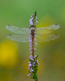 Marsh dragonfly (Sympetrum depressiusculum) in the morning dew on flowering heather (Calluna