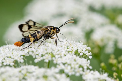 Large birch glasswing (Synanthedon scoliaeformis), Ahlhorn, Lower Saxony, Germany