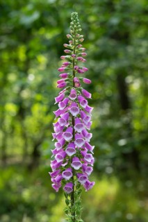 Flowering foxglove (Digitalis purpurea) in a forest clearing, Vechta, Lower Saxony, Germany