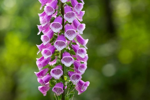 Flowering foxglove (Digitalis purpurea) in a forest clearing, Vechta, Lower Saxony, Germany