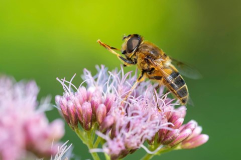 Hoverfly (Eristalis), Ahlhorn, Lower Saxony, Germany