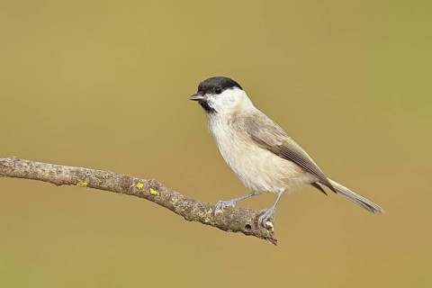 Willow Tit (Parus montanus), Willow Tit (Parus montanus) sitting on a branch overgrown with moss,