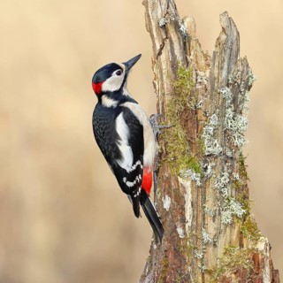 Great spotted woodpecker (Dendrocopos major), male, foraging on a tree stump overgrown with moss
