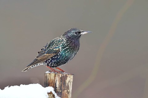 Starling (Sturnus vulgaris) adult bird in spotted winter plumage, sitting on a fence post,