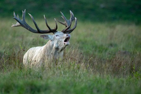 White red deer (Cervus elaphus) in rut, roaring, hunting, Klamptenborg, Copenhagen, Denmark