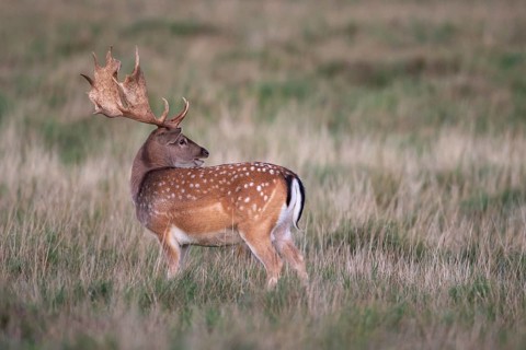 Fallow deer (dama dama), Klamptenborg, Copenhagen, Denmark