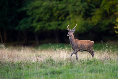 Red deer (Cervus elaphus) in rut, spit, hunting, Klamptenborg, Copenhagen, Denmark