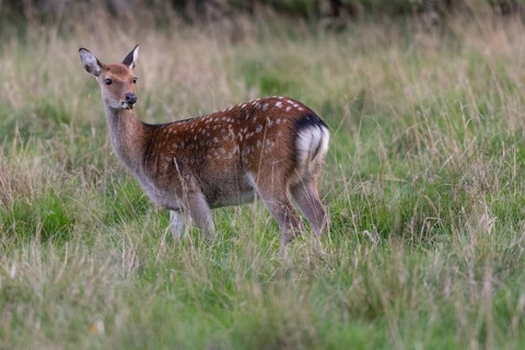 Fallow deer (dama dama), Klamptenborg, Copenhagen, Denmark